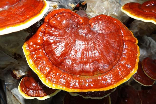 Γανόδερμα,  Reishi